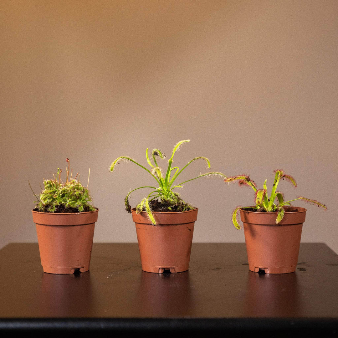 sundew plant indoor Carnivorous Drosera "Sundew" Assortment