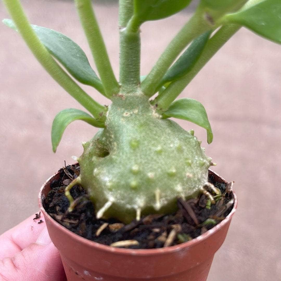 ants in succulent plant Hydnophytum papuanum "Ant Plant"