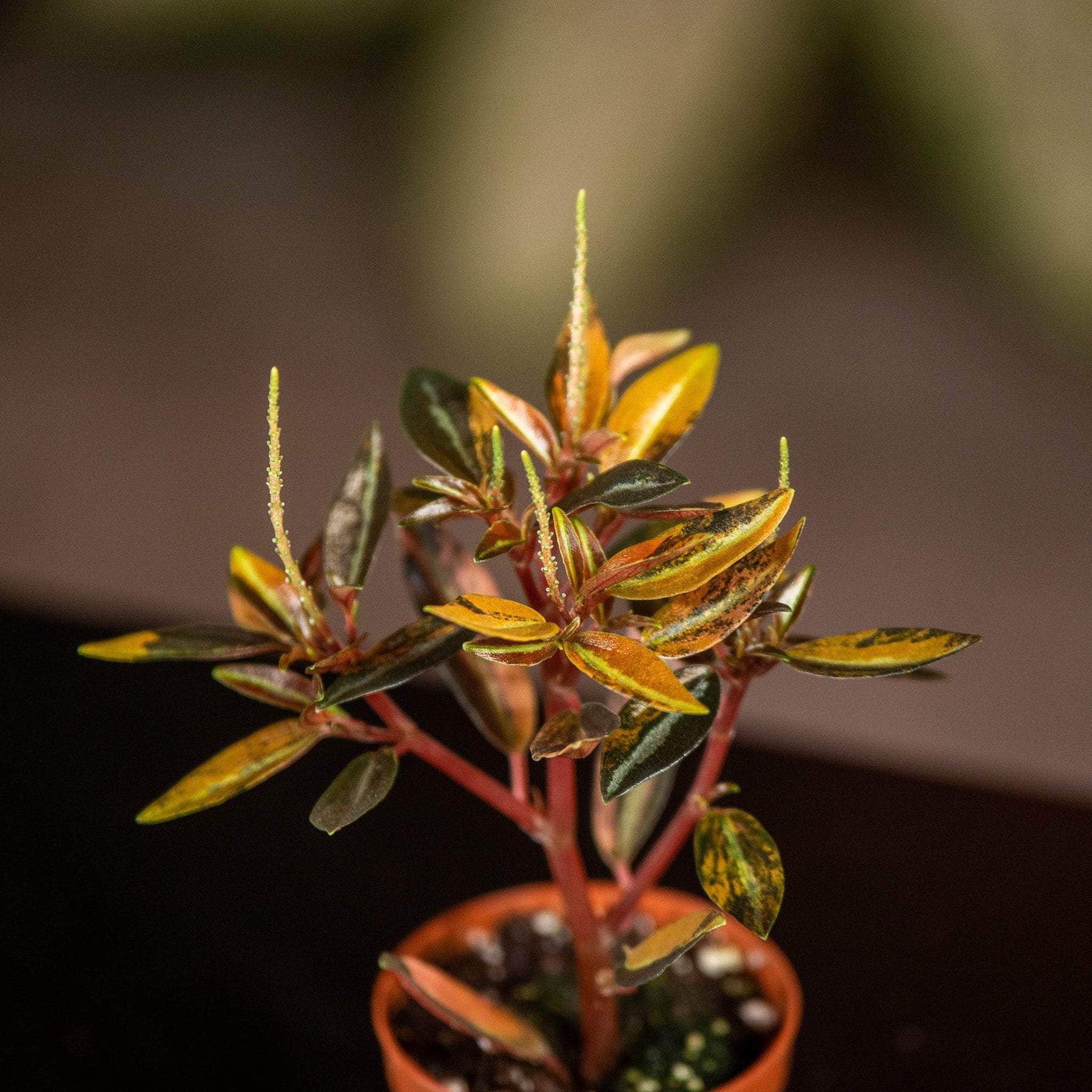 Peperomia metallica 'Harmony's High Voltage' - Gabriella Plants