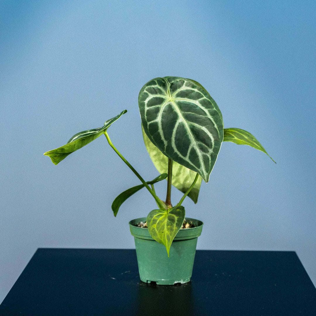 anthurium metaphysics Anthurium (crystallinum x magnificum) x (crystallinum x magnificum)