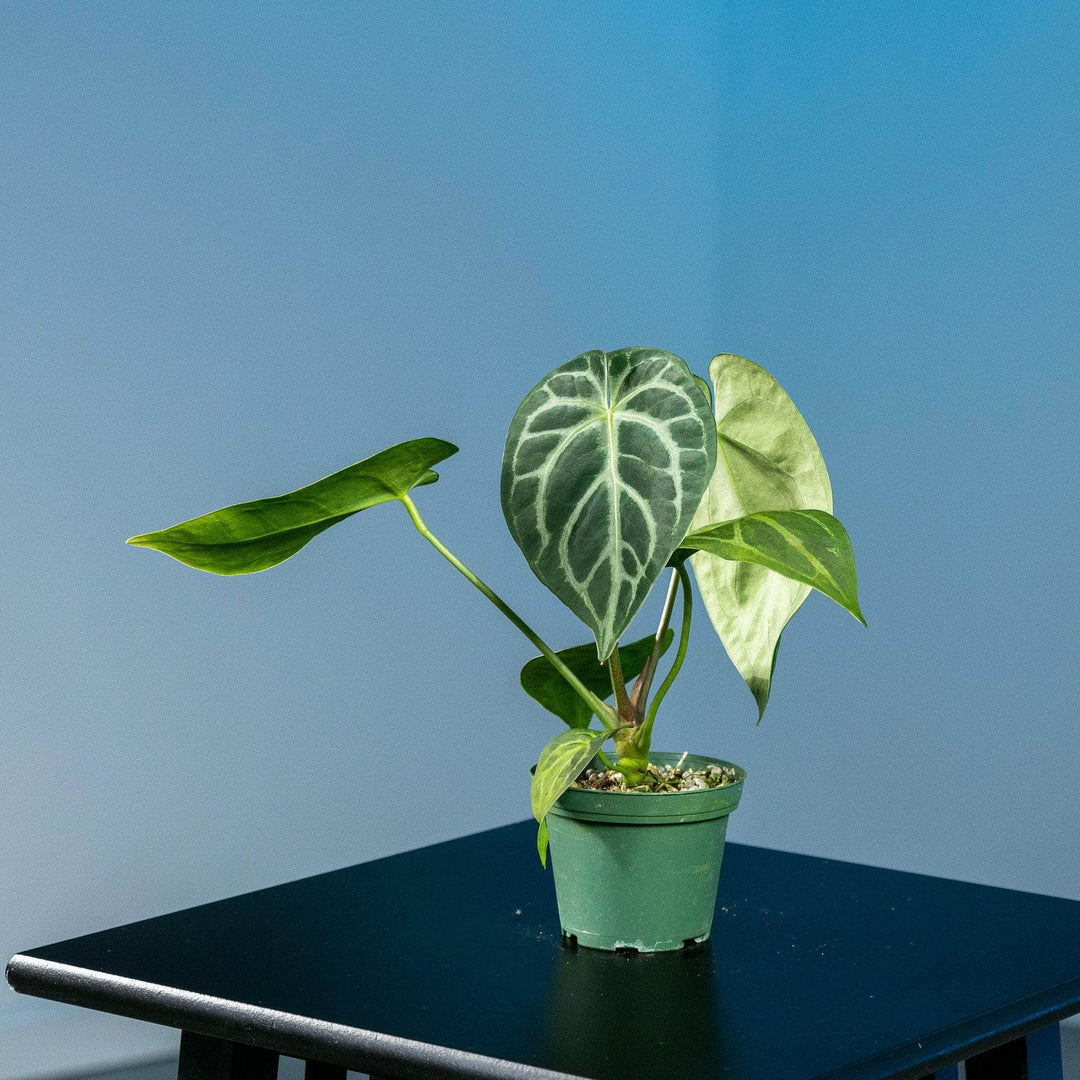 anthurium clarinervium x crystallinum Anthurium (crystallinum x magnificum) x (crystallinum x magnificum)