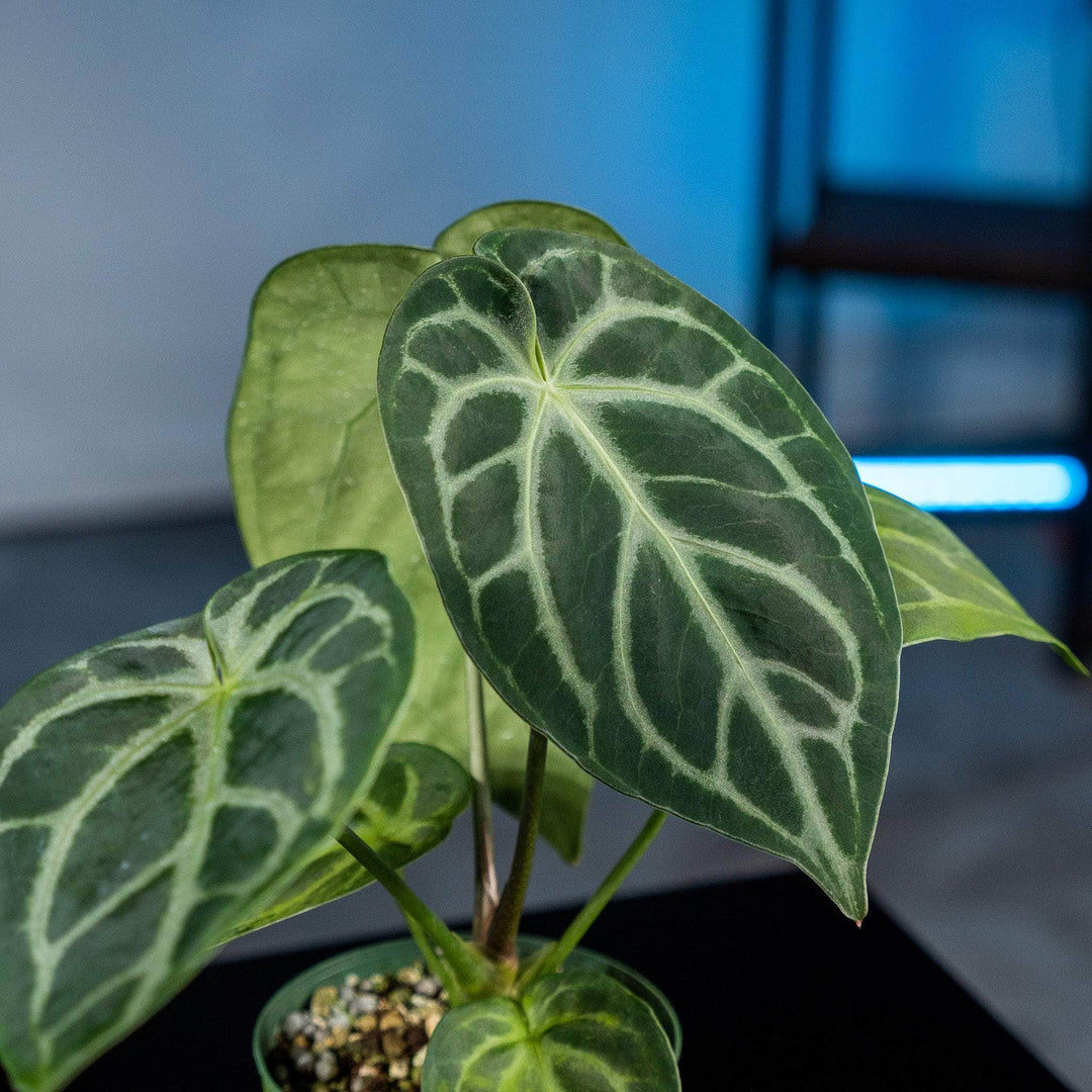 anthurium magnificum crystallinum Anthurium (crystallinum x magnificum) x (crystallinum x magnificum)