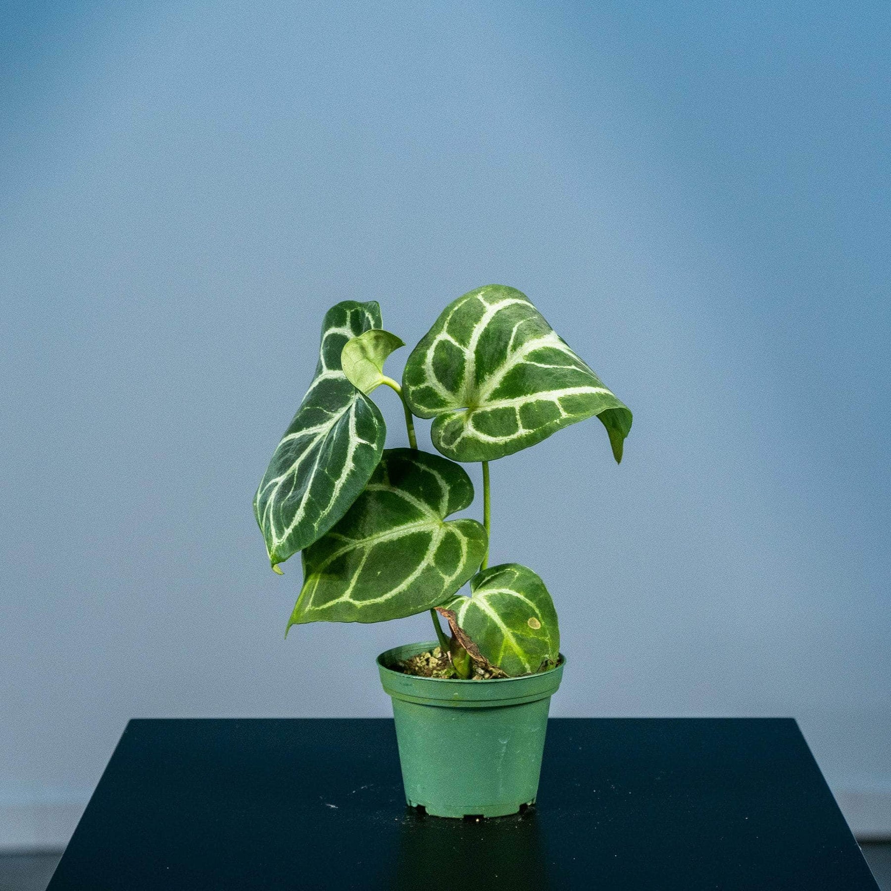 anthurium crystallinum anthurium magnificum Anthurium (crystallinum x magnificum) x (crystallinum x magnificum)