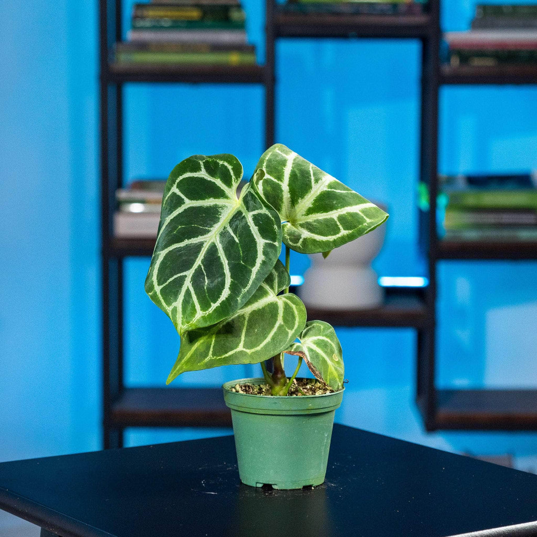 anthurium crystallinum x magnificum care Anthurium (crystallinum x magnificum) x (crystallinum x magnificum)