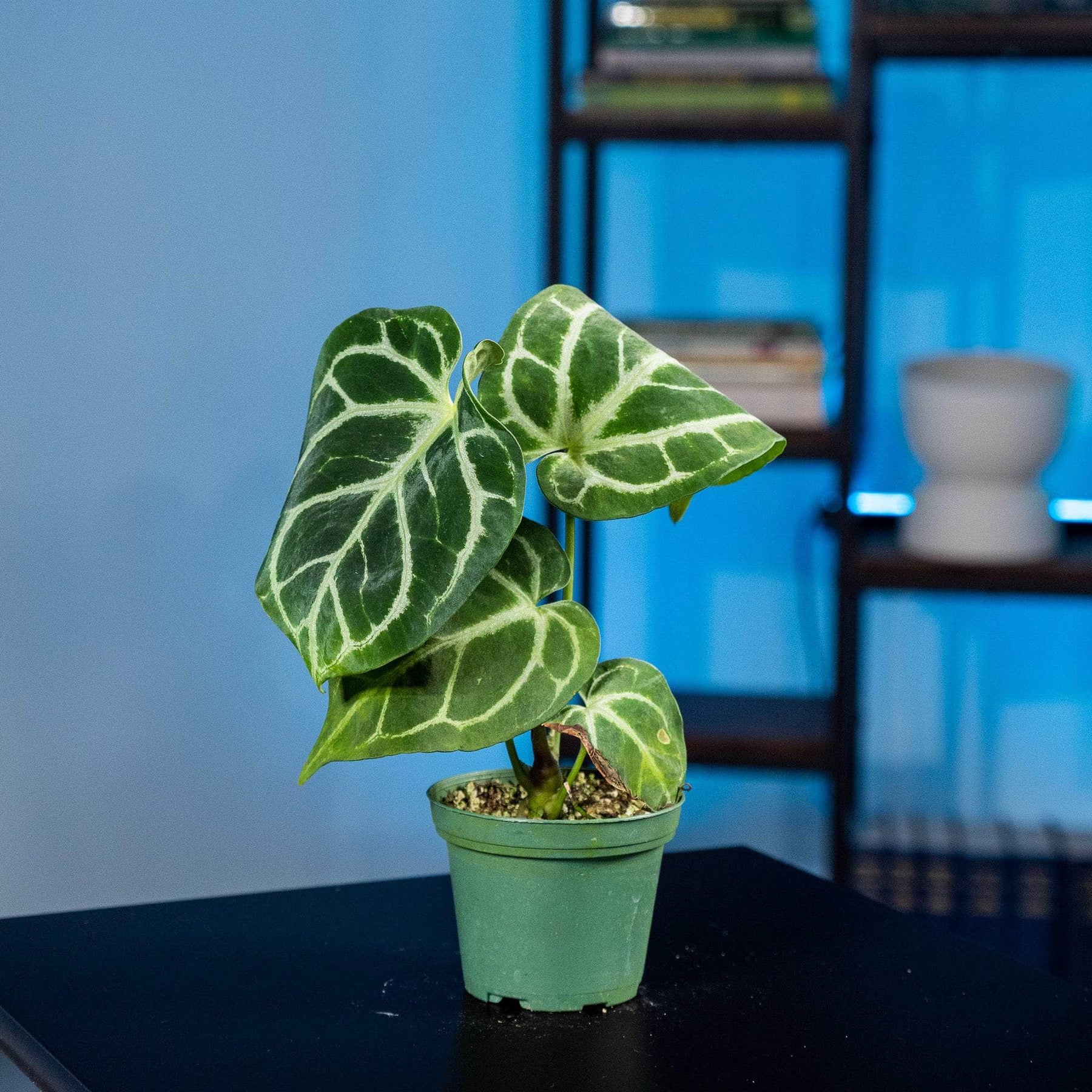 anthurium clarinervium x magnificum Anthurium (crystallinum x magnificum) x (crystallinum x magnificum)