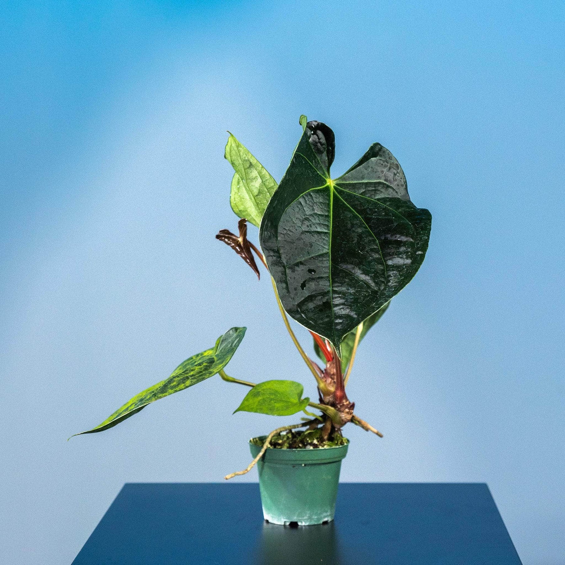 anthurium fairchild Anthurium Fairchild x luxurians