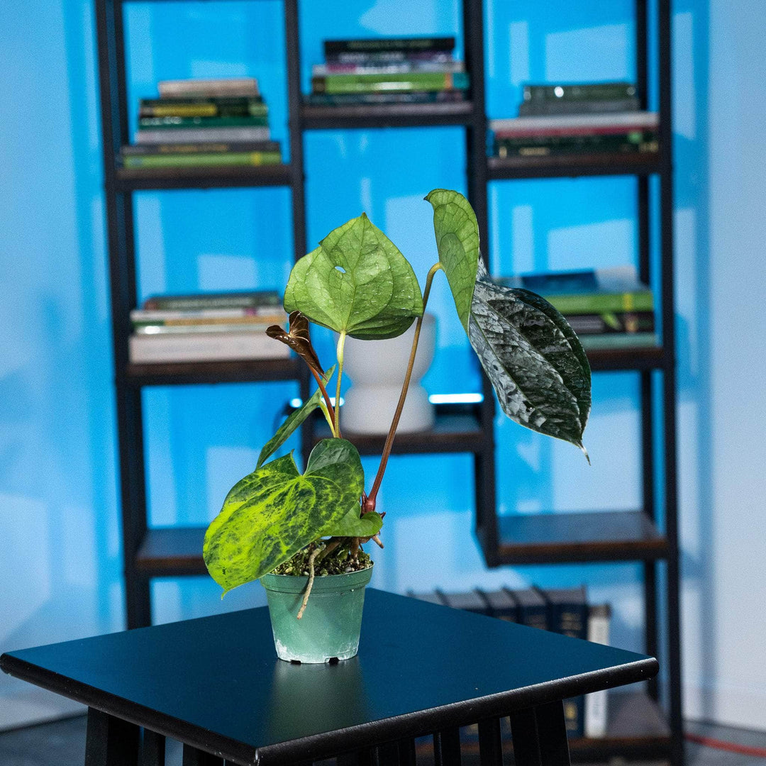 anthurium fairchild x luxurians Anthurium Fairchild x luxurians