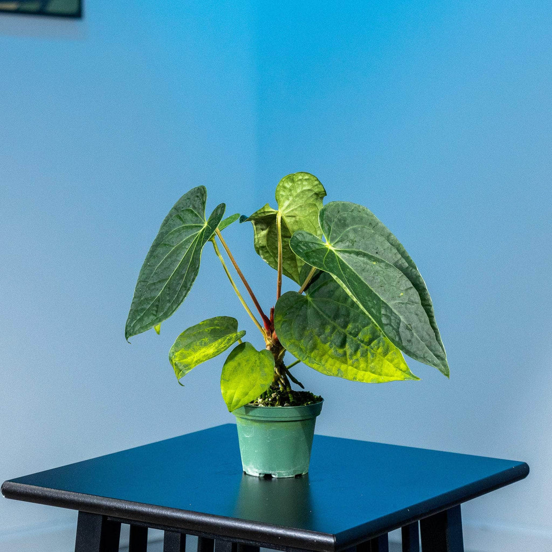 anthurium fairchild Anthurium Fairchild x luxurians