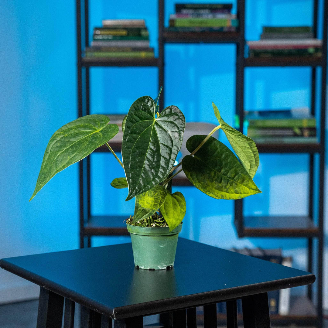 anthurium fairchild Anthurium Fairchild x luxurians