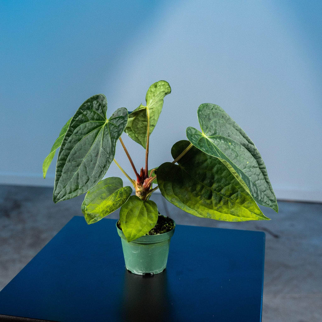 anthurium kaufen Anthurium Fairchild x luxurians