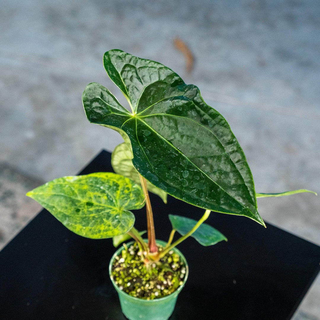 anthurium fairchild x luxurians Anthurium Fairchild x luxurians