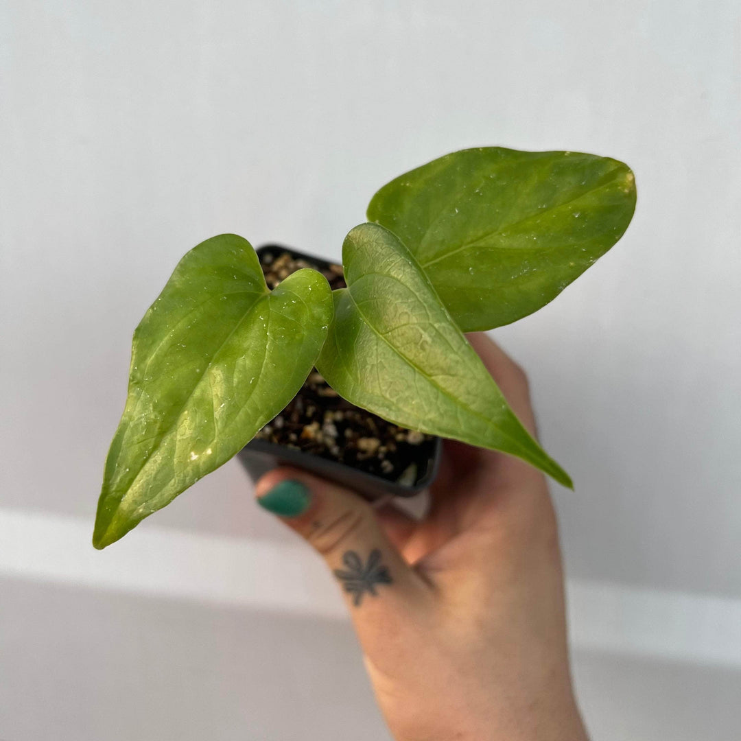 anthurium watermaliense Anthurium watermaliense