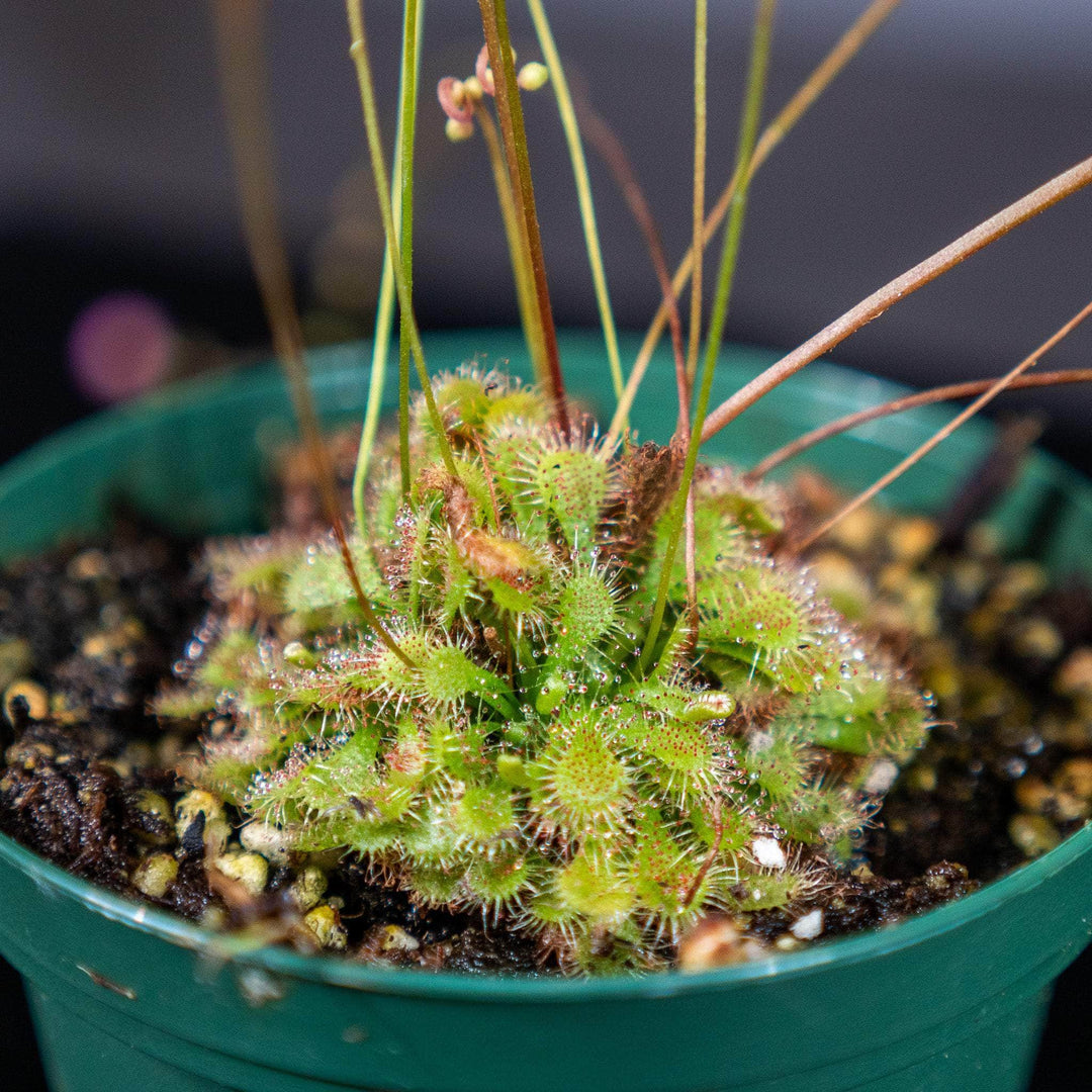 Sundew Plant Python Code Image Sundew Plant Flytraps, Sundews, And Pitchers: Discovering The