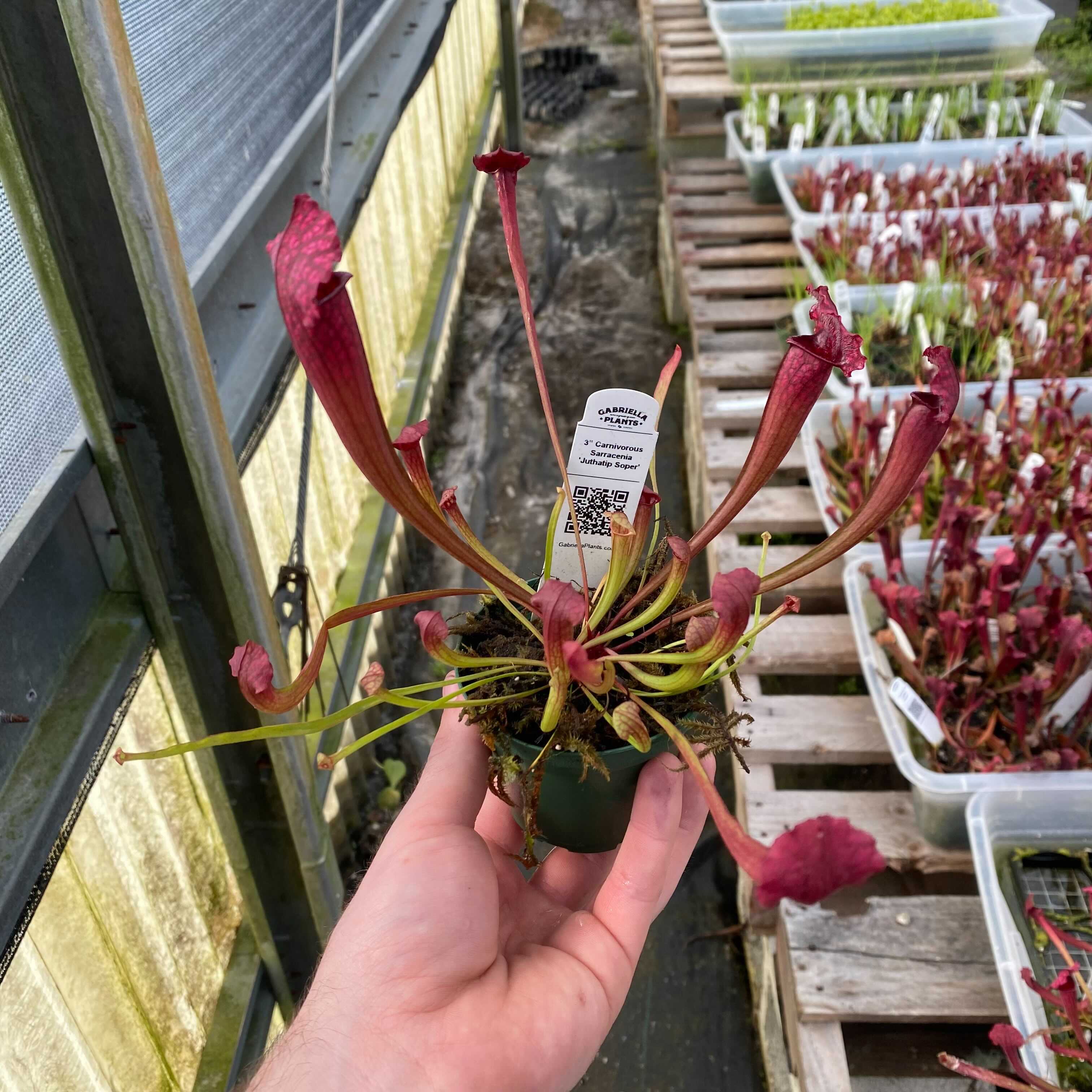 Gabriella Plants Carnivorous 3" Carnivorous Sarracenia 'Juthatip Soper’