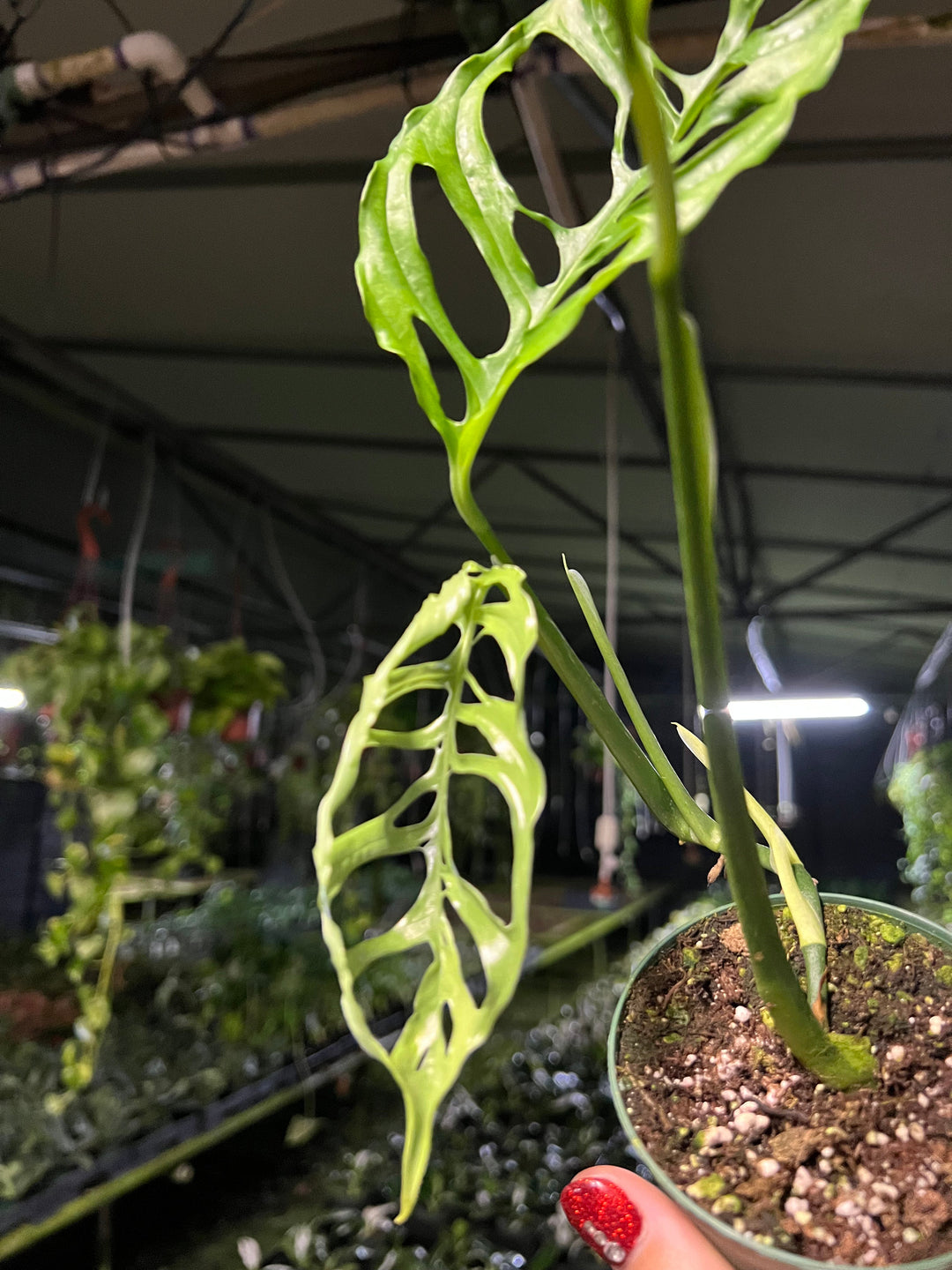 Gabriella Plants Monstera 3” Monstera obliqua Peru