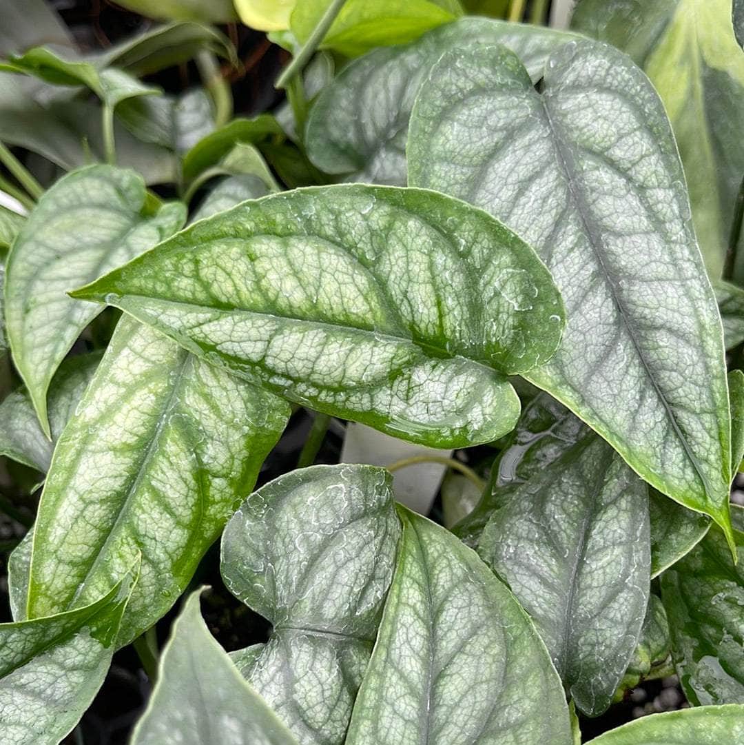 monstera for sale Monstera siltepecana