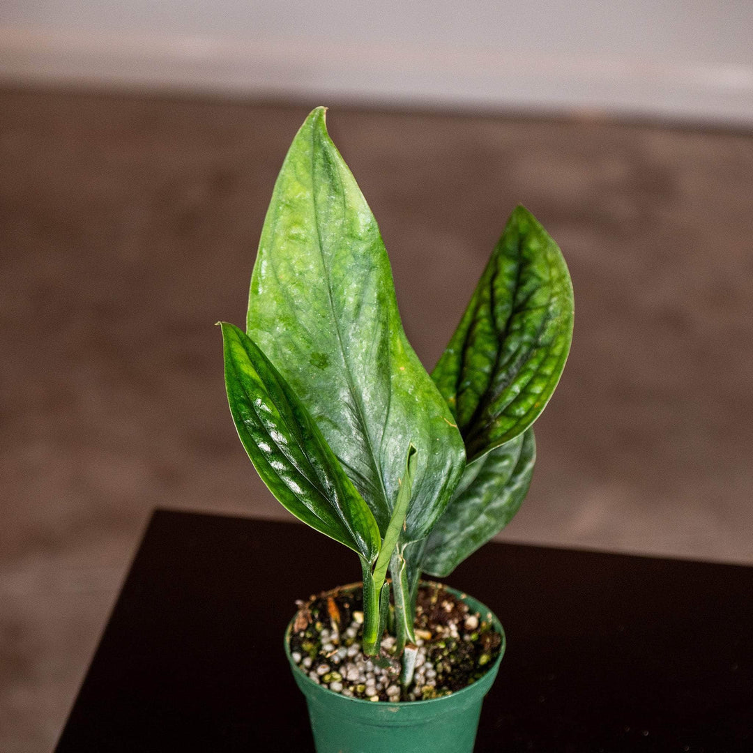 monstera peru plant for sale Monstera sp. 'Peru'
