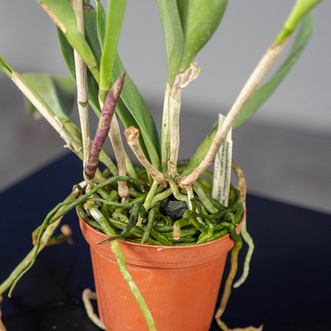 Gabriella Plants Epiphyte 3" Orchid Rhynchobrassoleya 'Spotted Charm'