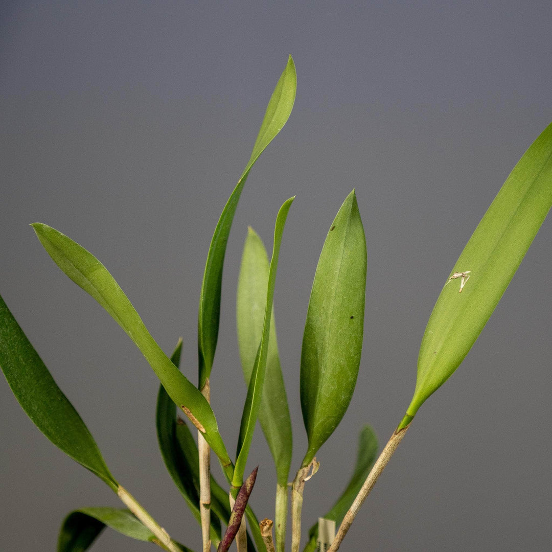 Gabriella Plants Epiphyte 3" Orchid Rhynchobrassoleya 'Spotted Charm'