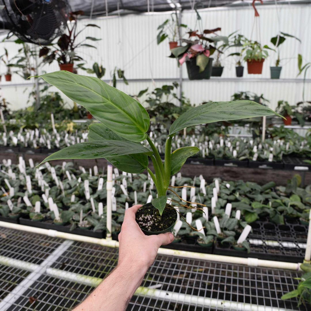philodendron angustilobum Philodendron angustialatum