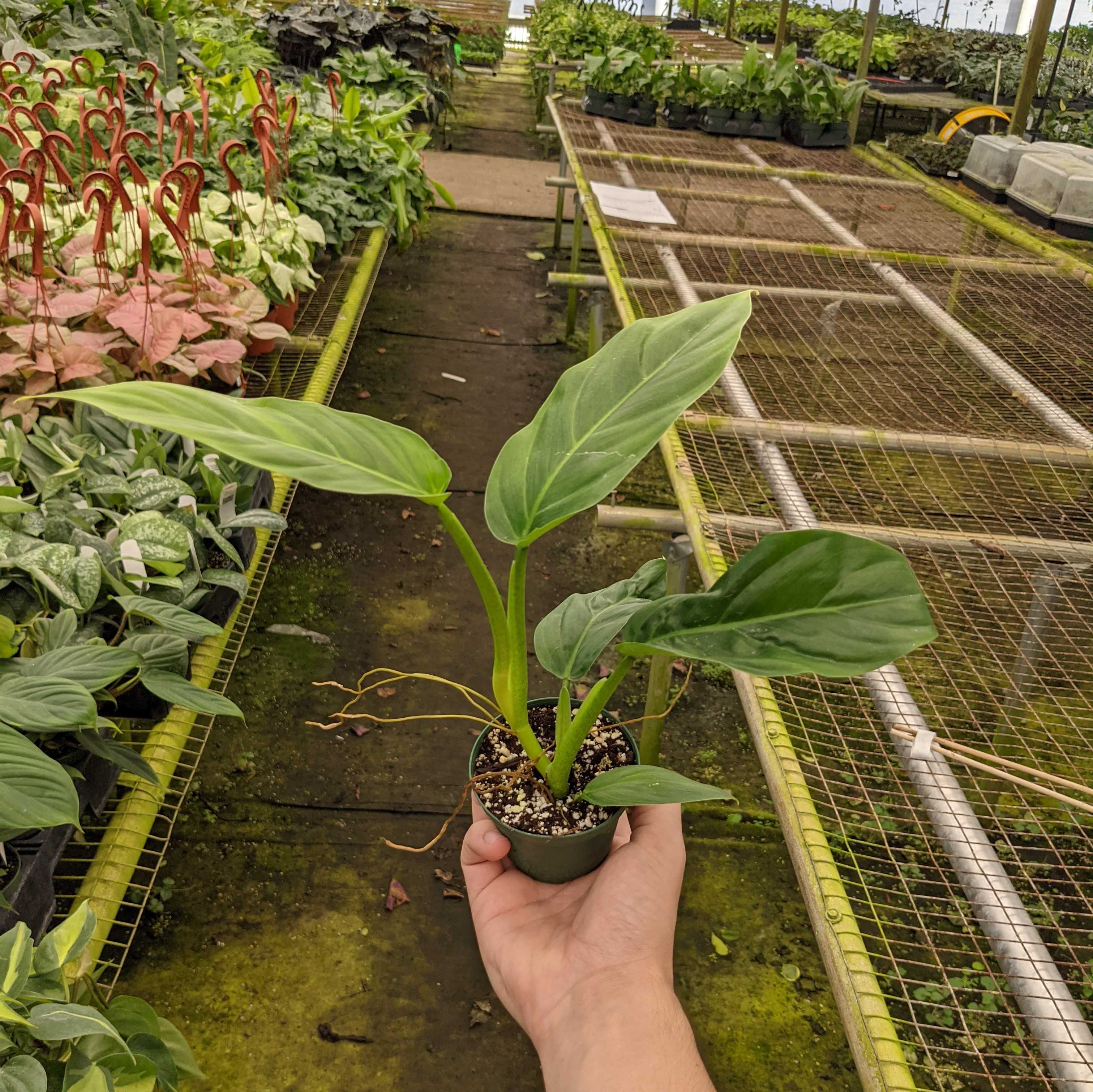 philodendron angustialatum care Philodendron angustialatum