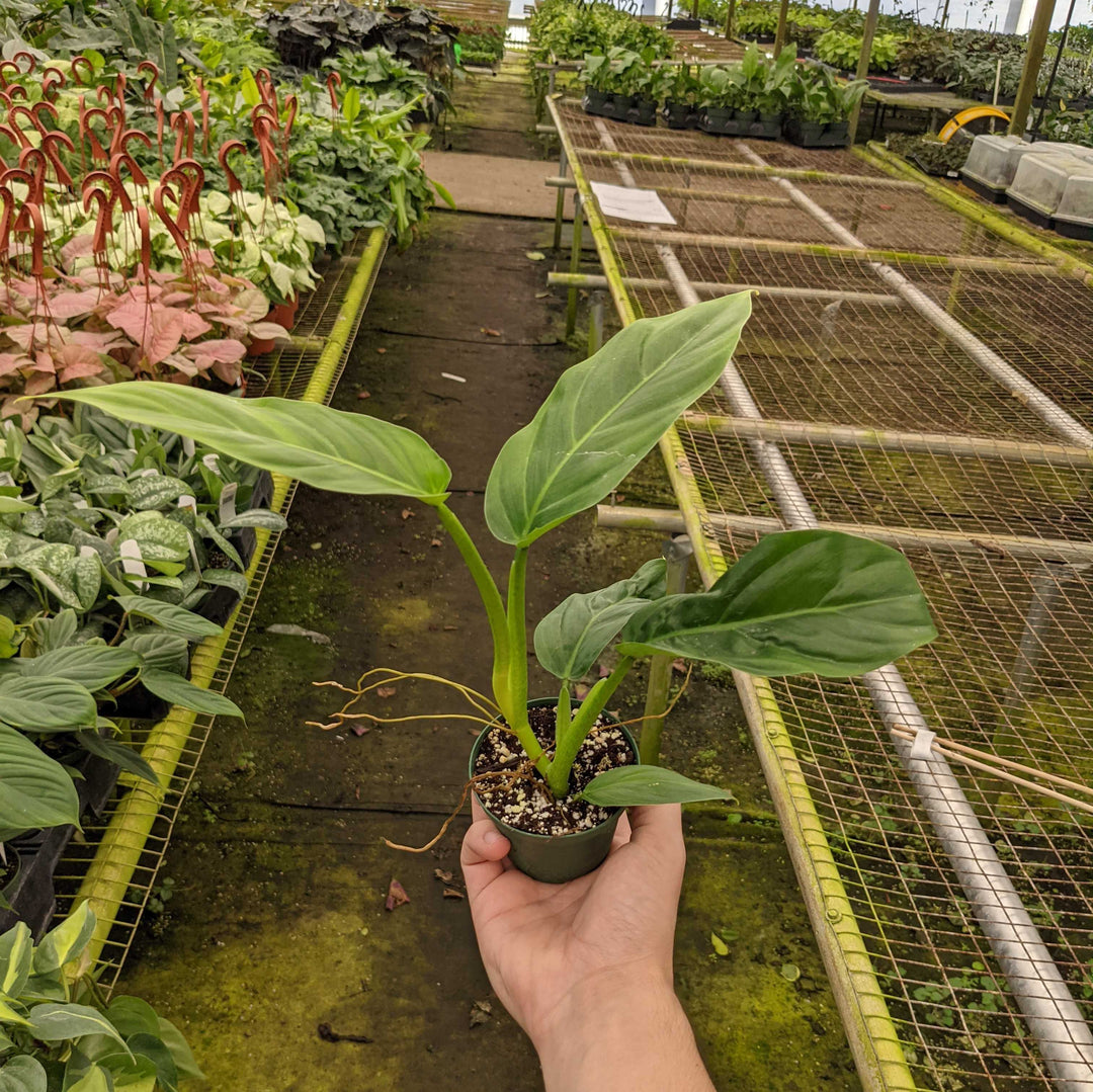 philodendron angustatum Philodendron angustialatum