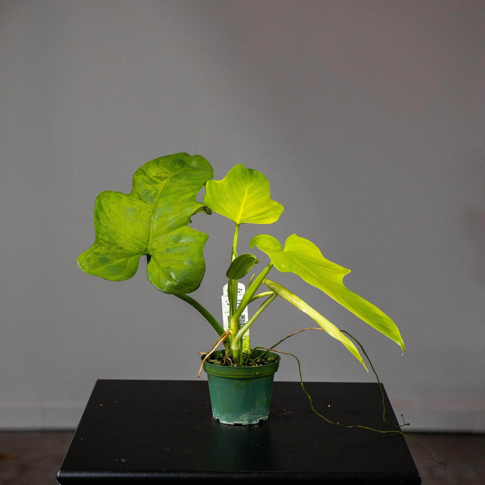 Gabriella Plants Philodendron 3" Philodendron bipennifolium aurea