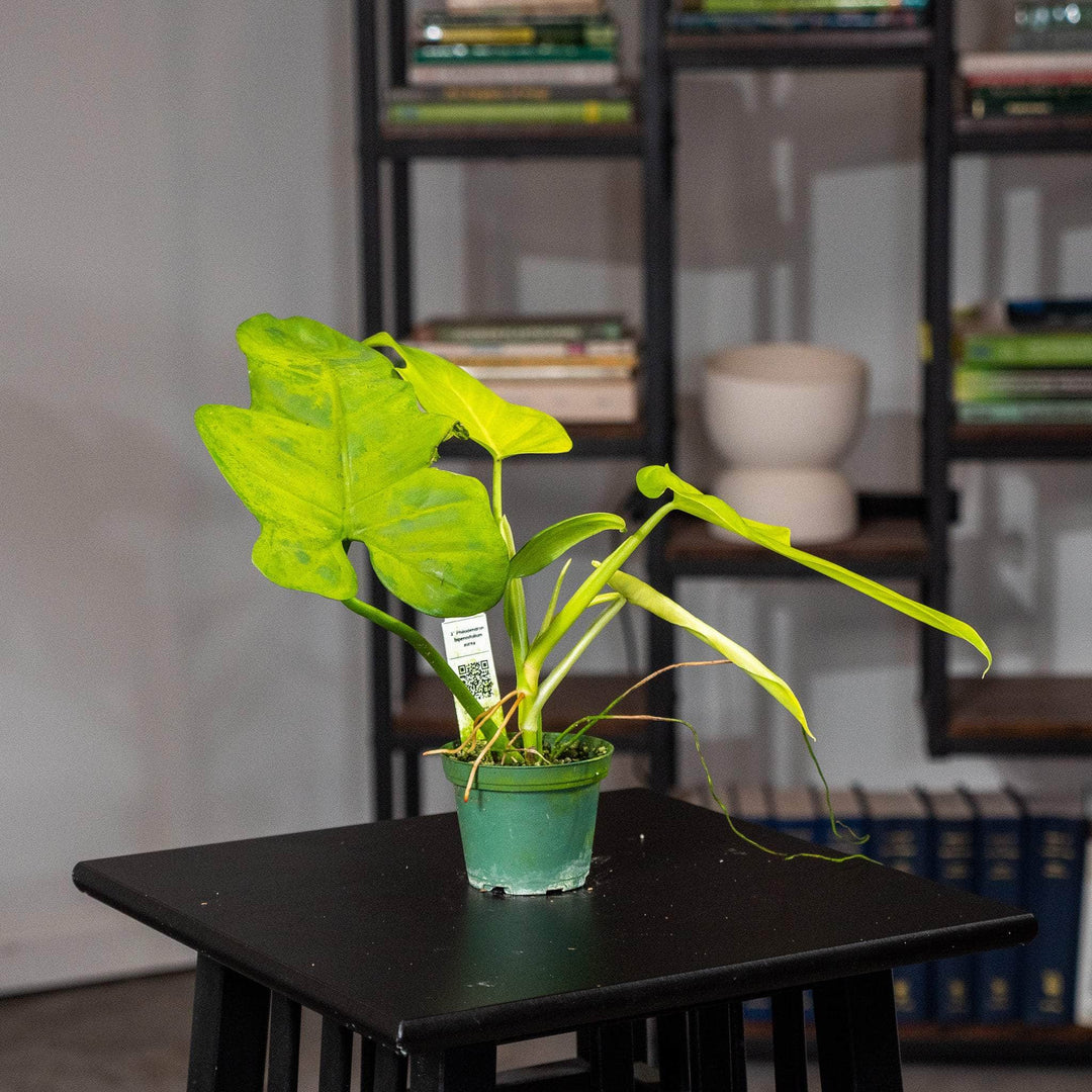 philodendron bipennifolium aurea mature Philodendron bipennifolium aurea