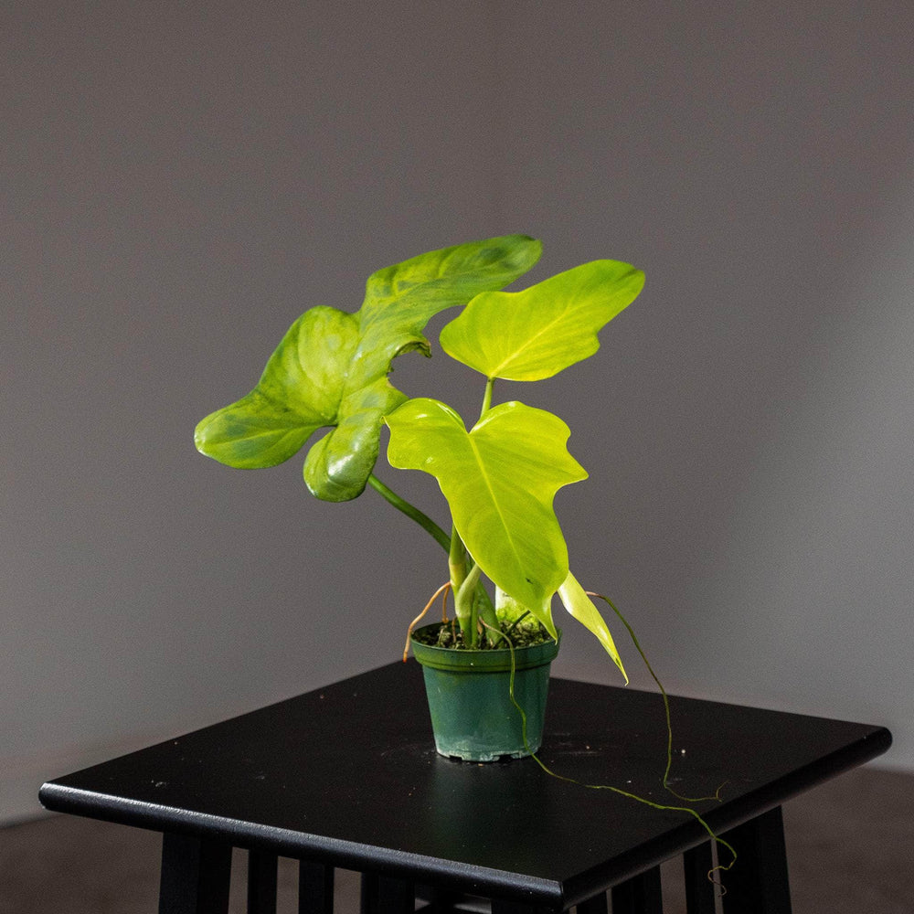 Gabriella Plants Philodendron 3" Philodendron bipennifolium aurea