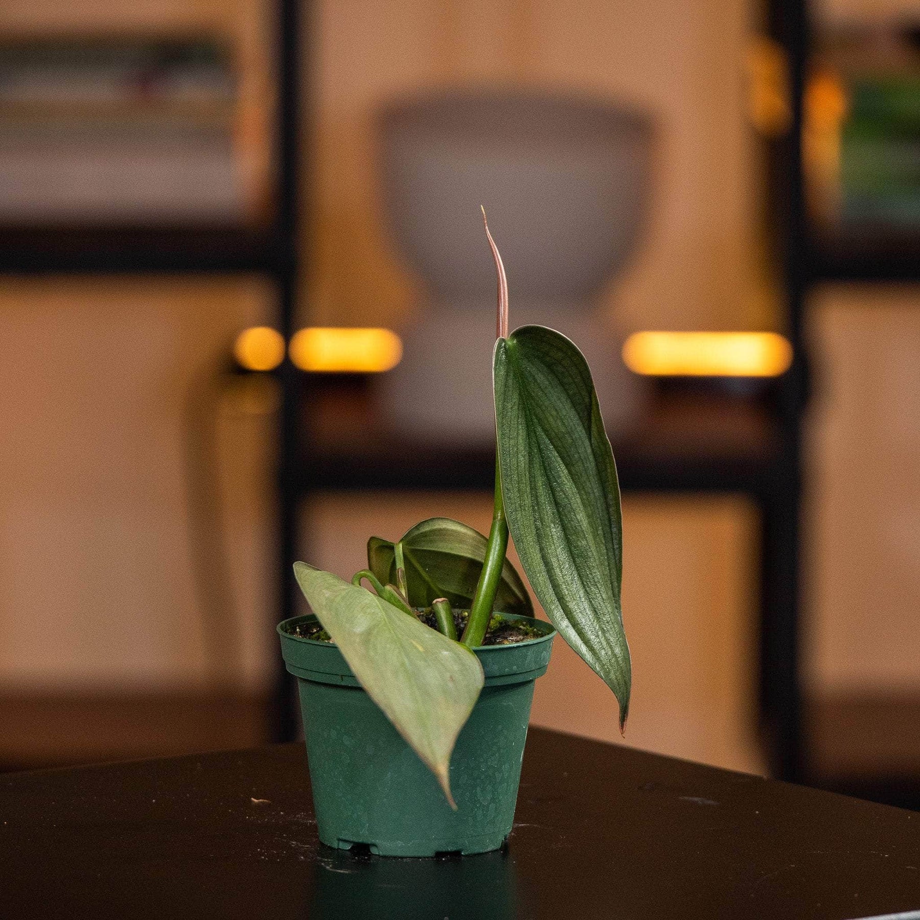 philodendron fantasy Philodendron 'Burle Marx Fantasy'