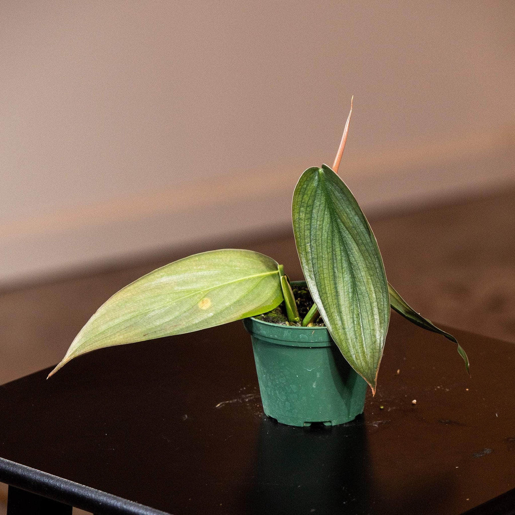 burle marx fantasy philodendron Philodendron 'Burle Marx Fantasy'