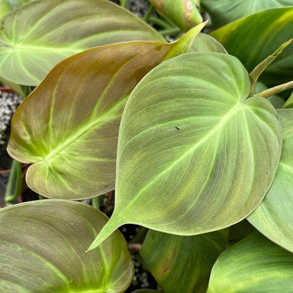 Gabriella Plants Philodendron 3" Philodendron camposportoanum