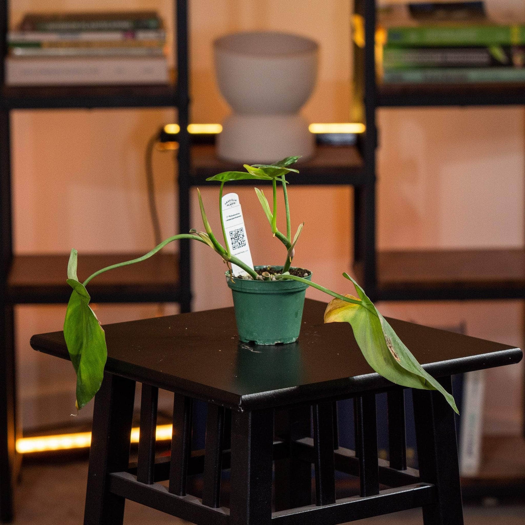 philodendron camposportoanum Philodendron camposportoanum