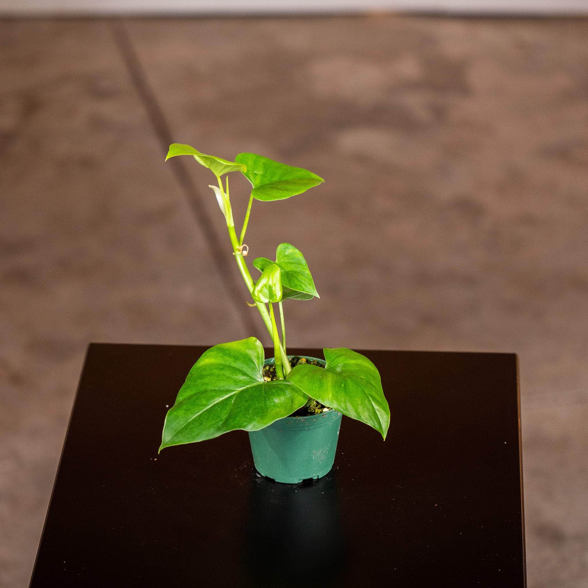 Philodendron frits-wentii