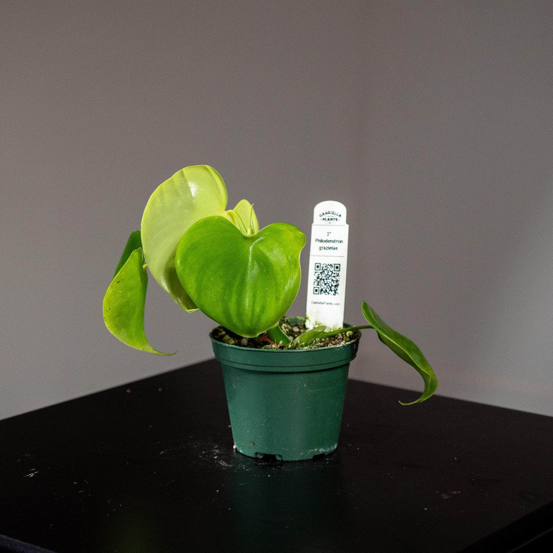 Philodendron grazielae - Gabriella Plants