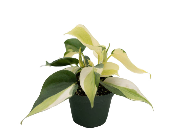 Gabriella Plants Philodendron 3" Philodendron hederaceum 'Gabby' - single stem