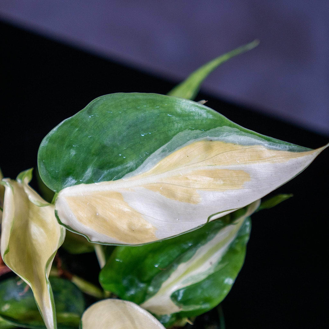 philodendron gabby for sale Philodendron hederaceum 'Gabby'