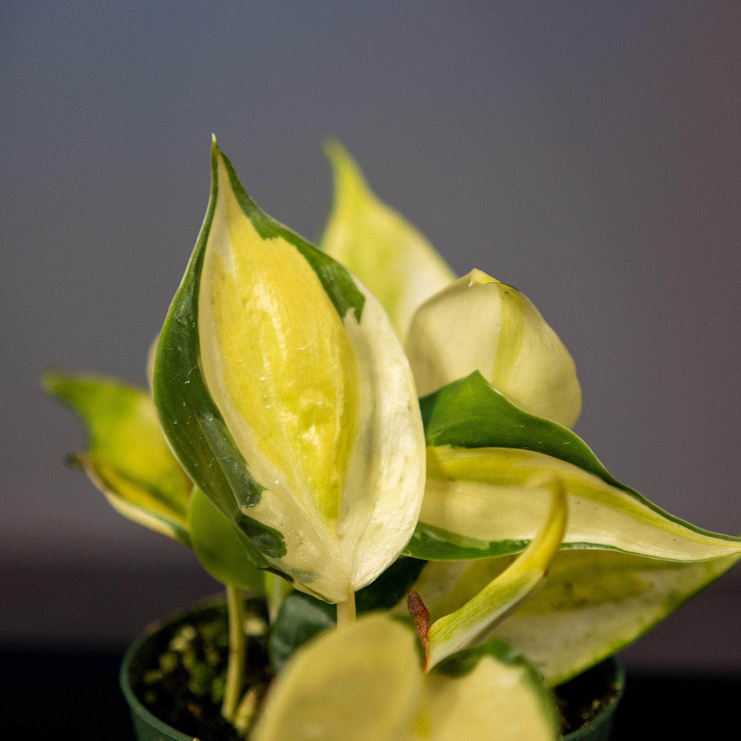 gabby philodendron for sale Philodendron hederaceum 'Gabby'