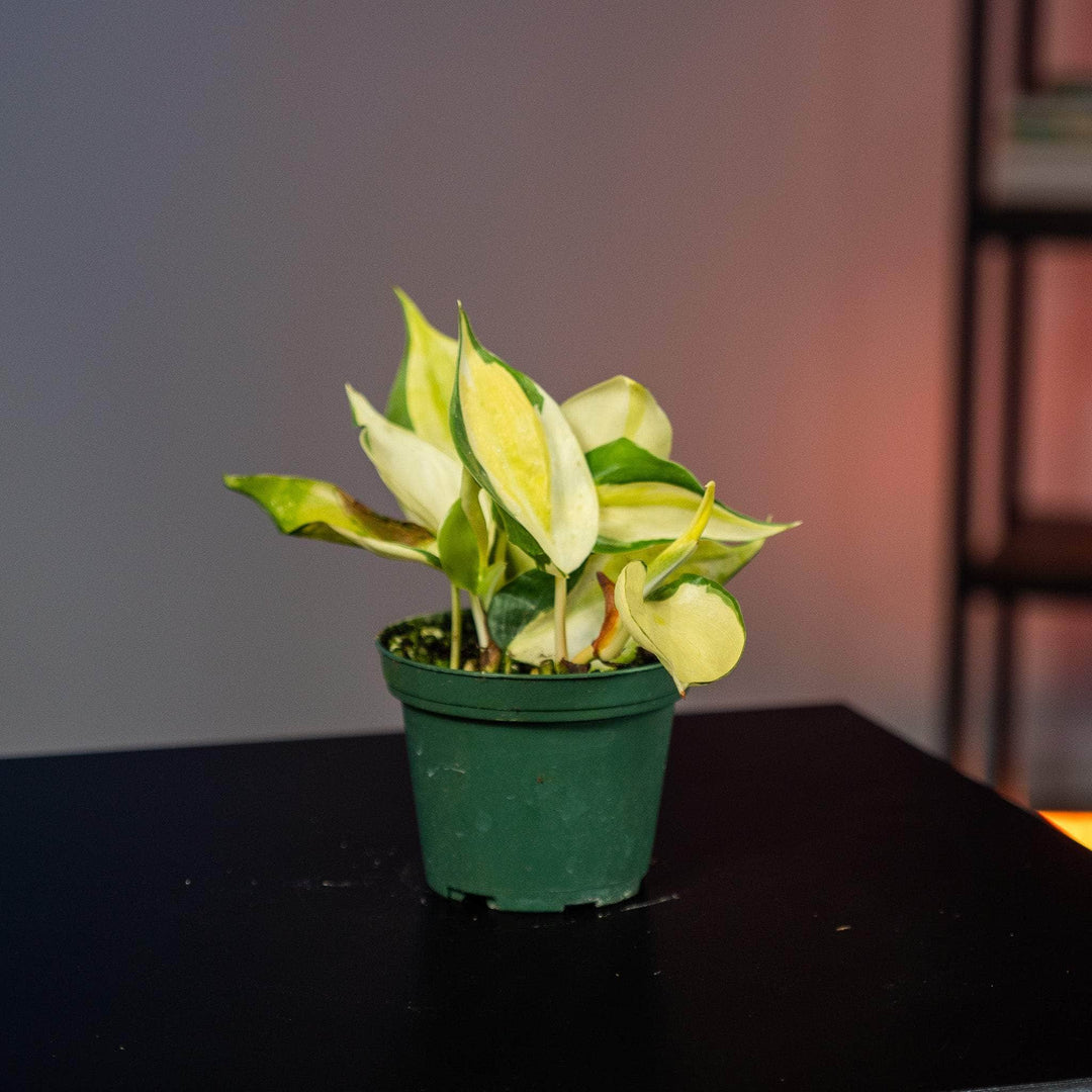 philodendron gabb Philodendron hederaceum 'Gabby'