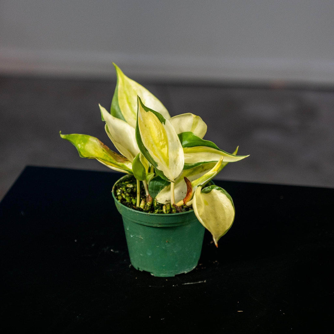 philodendron gabby vs cream splash Philodendron hederaceum 'Gabby'