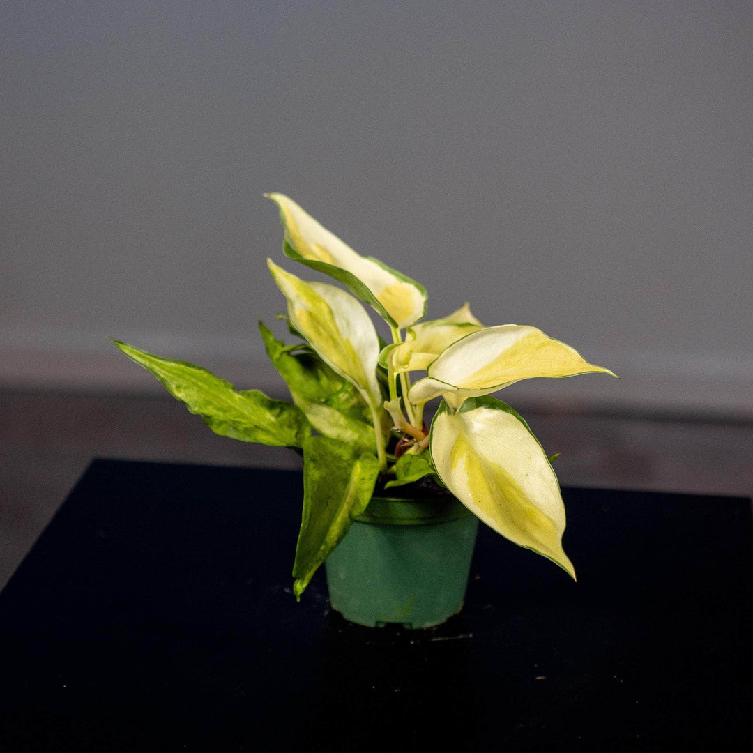 philodendron gabby australia Philodendron hederaceum 'Gabby'