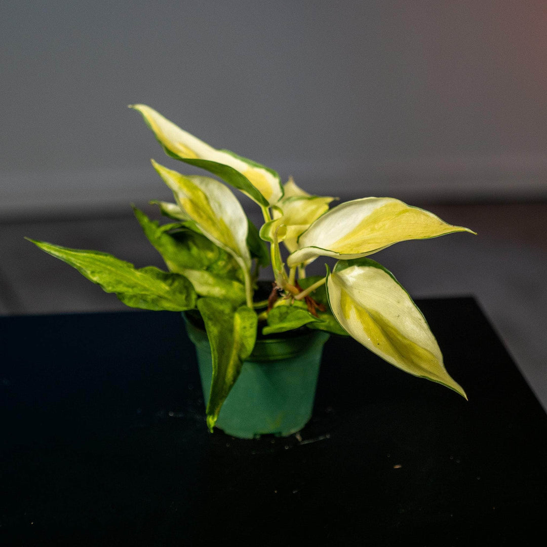 philodendron gabby Philodendron hederaceum 'Gabby'