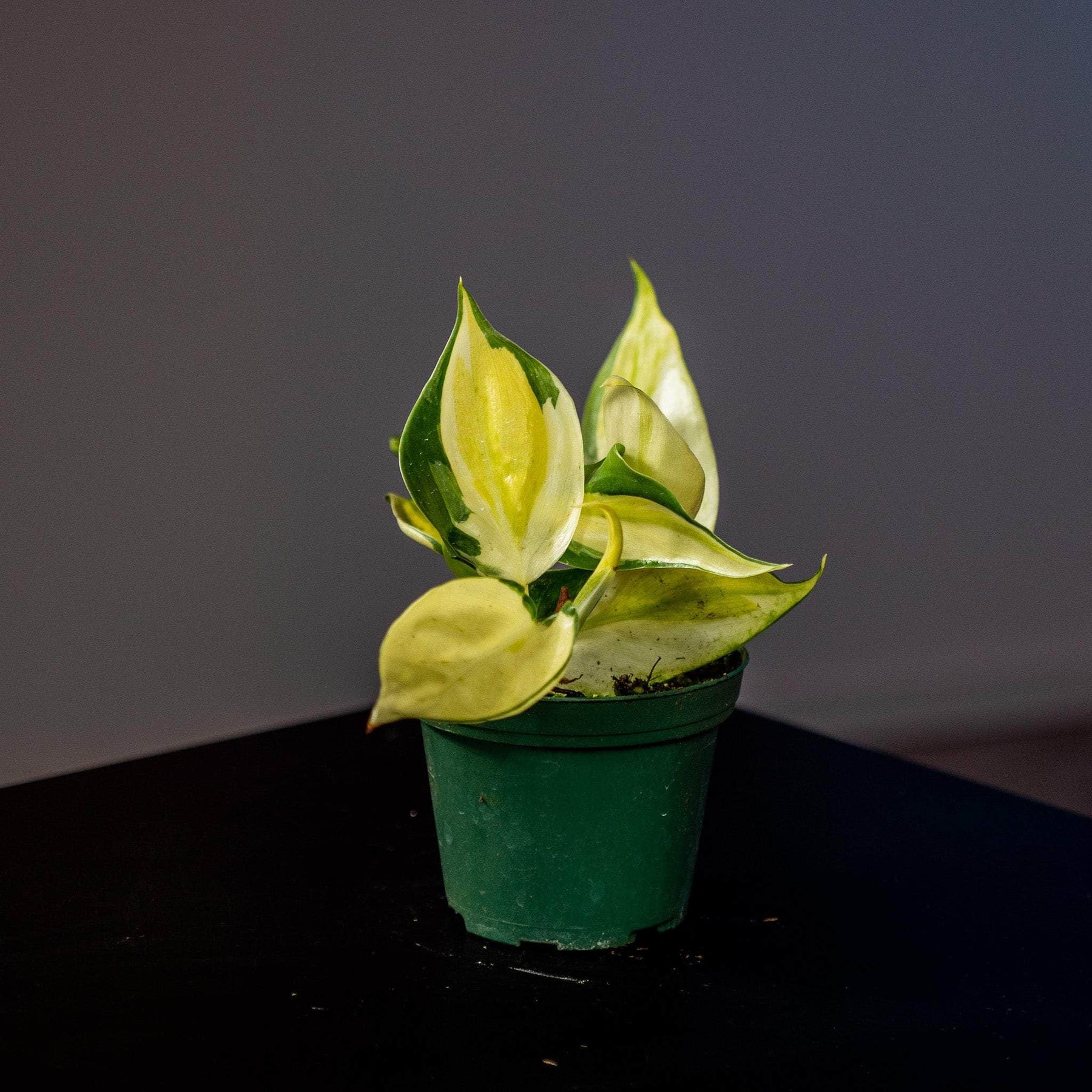 philodendron gabby gabriella Philodendron hederaceum 'Gabby'