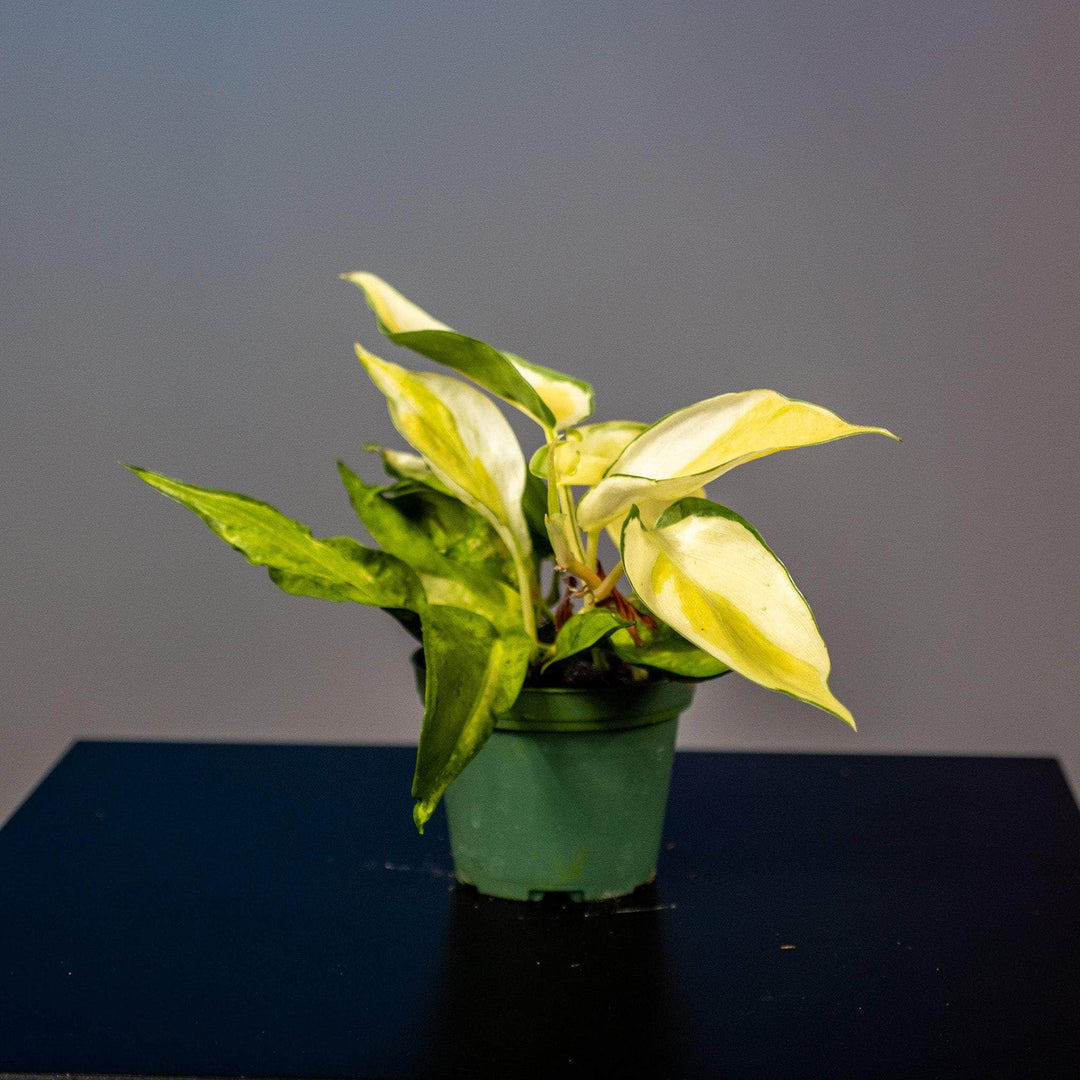 pothos gabby Philodendron hederaceum 'Gabby'