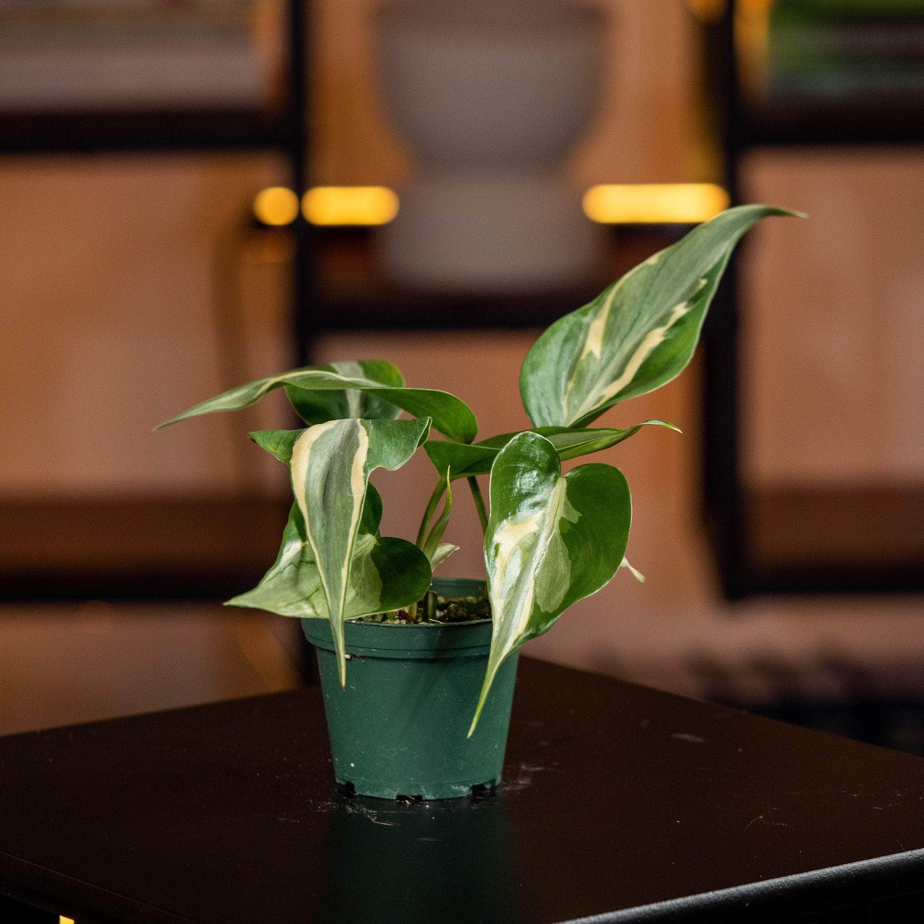 philodendron rio Philodendron hederaceum 'Rio' - 3"