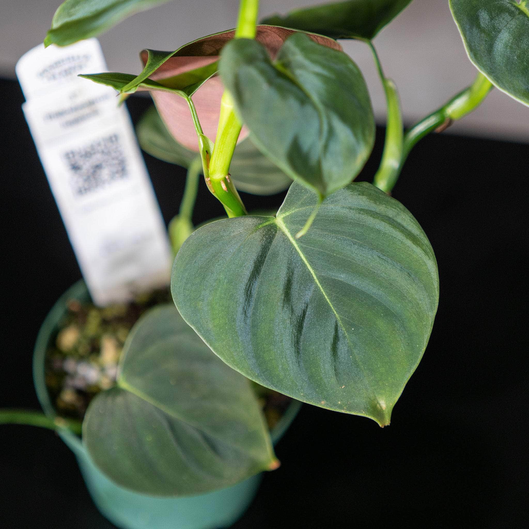 Gabriella Plants Philodendron 3" Philodendron lupinum