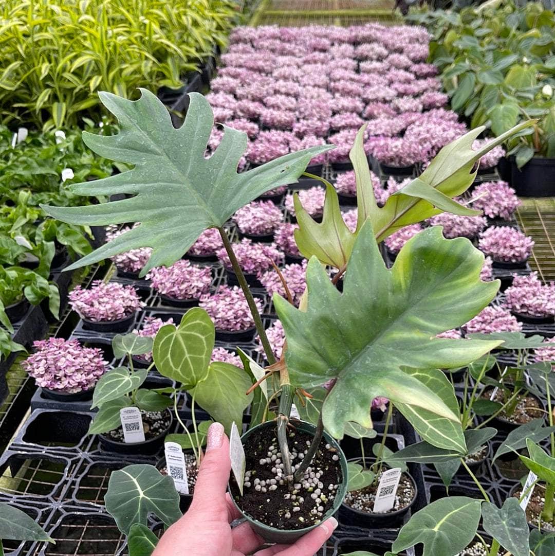 philodendron mayoi tahiti Philodendron mayoi