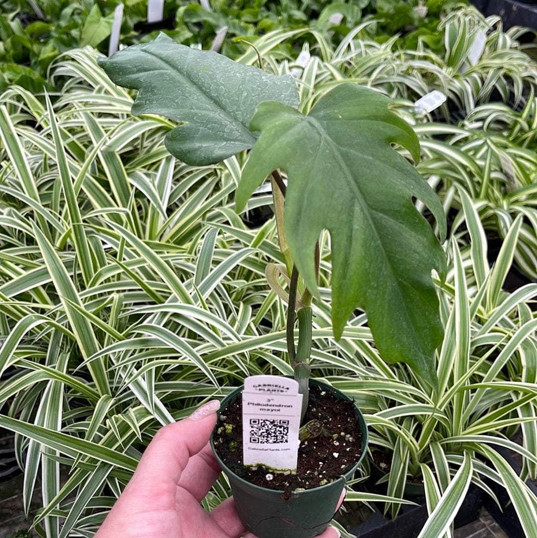 philodendron mayoi vs tahiti Philodendron mayoi