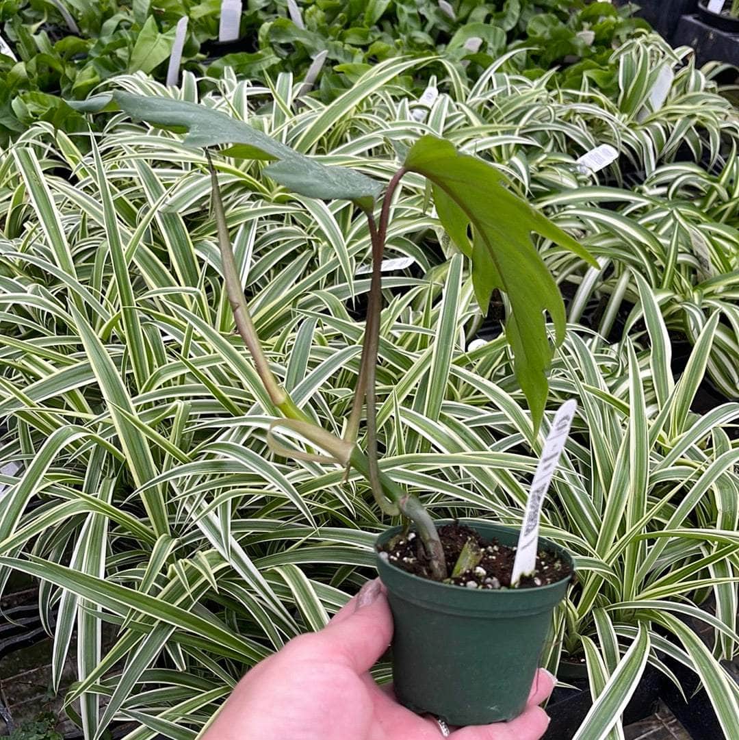 philodendron tahiti for sale Philodendron mayoi