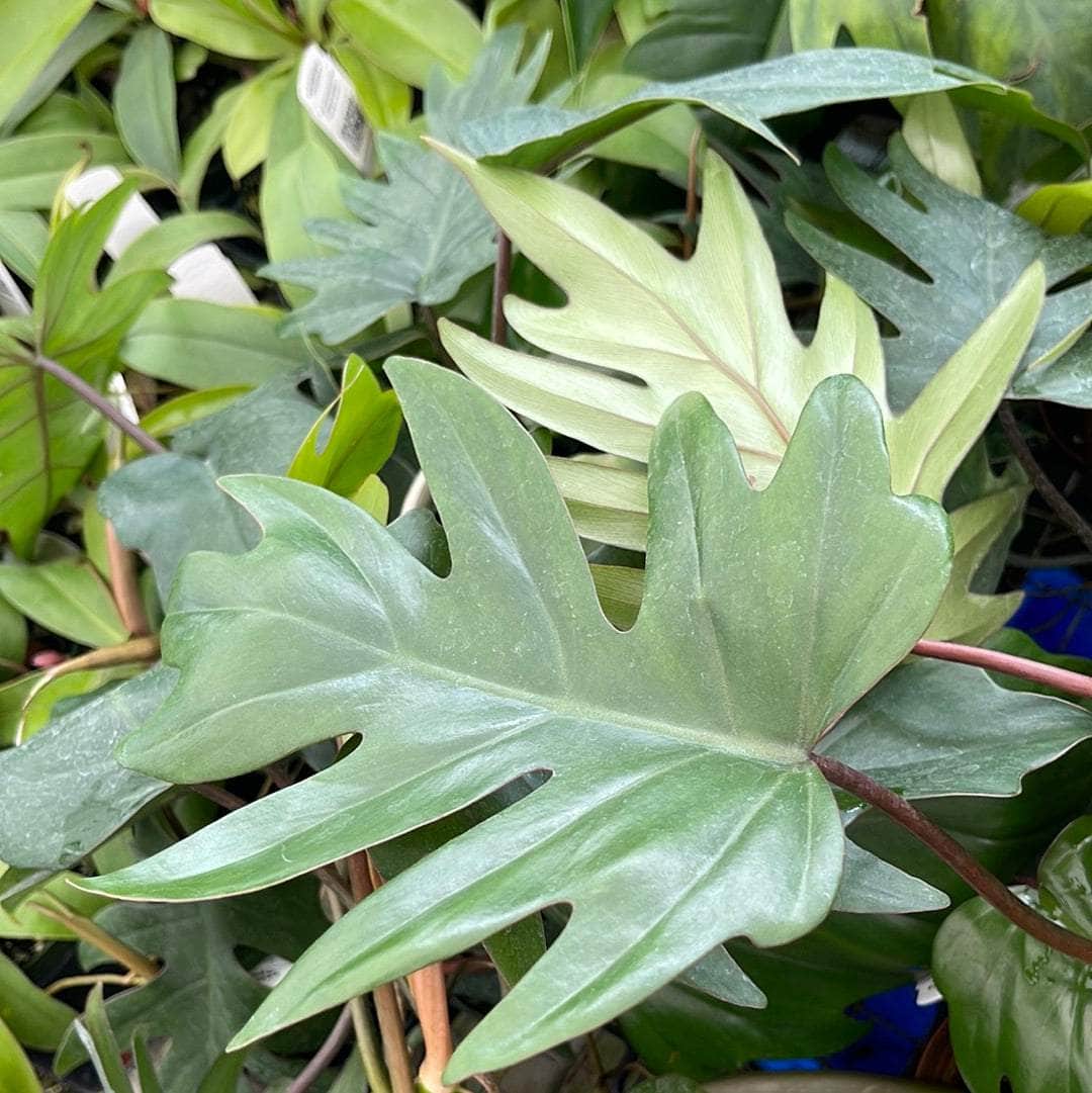 philodendron tahiti mayoi Philodendron mayoi